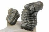 Tower Eyed Erbenochile Trilobite With Three Morocops #254077-7